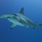Un tiburón martillo común de tres cuartos en un agua azul profundo, sin fondo visible