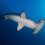 Un tiburón martillo común visto desde abajo nada hacia la derecha, con el vientre blanco marcado de manchas rojizas y las hendiduras branquiales visibles, en un azul profundo iluminado por la superficie arriba a la derecha.