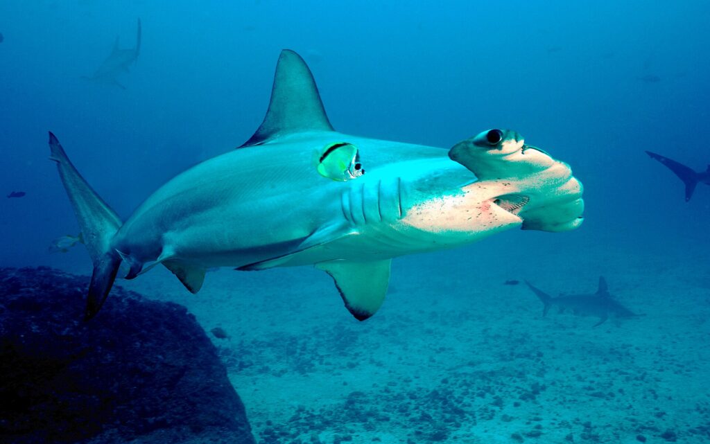 Un tiburón martillo común pasa sobre un fondo de arena y roca, con un pez barbero amarillo y negro pegado al costado y otros dos martillos detrás
