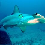 Un tiburón martillo común pasa sobre un fondo de arena y roca, con un pez barbero amarillo y negro pegado al costado y otros dos martillos detrás
