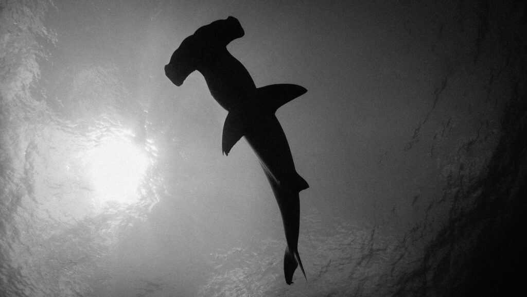 Foto en blanco y negro de un tiburón martillo visto desde abajo, su silueta oscura recortada sobre la superficie iluminada por el sol a la izquierda, con la cabeza de martillo en la parte alta de la imagen.