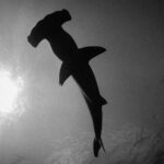 Foto en blanco y negro de un tiburón martillo visto desde abajo, su silueta oscura recortada sobre la superficie iluminada por el sol a la izquierda, con la cabeza de martillo en la parte alta de la imagen.