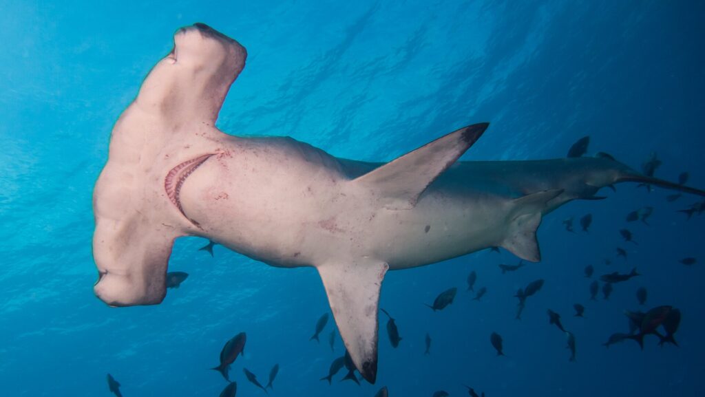 Un tiburón martillo común visto desde abajo, con el vientre blanco y las hendiduras branquiales visibles, rodeado de pececillos en un agua azul