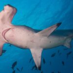 Un tiburón martillo común visto desde abajo, con el vientre blanco y las hendiduras branquiales visibles, rodeado de pececillos en un agua azul