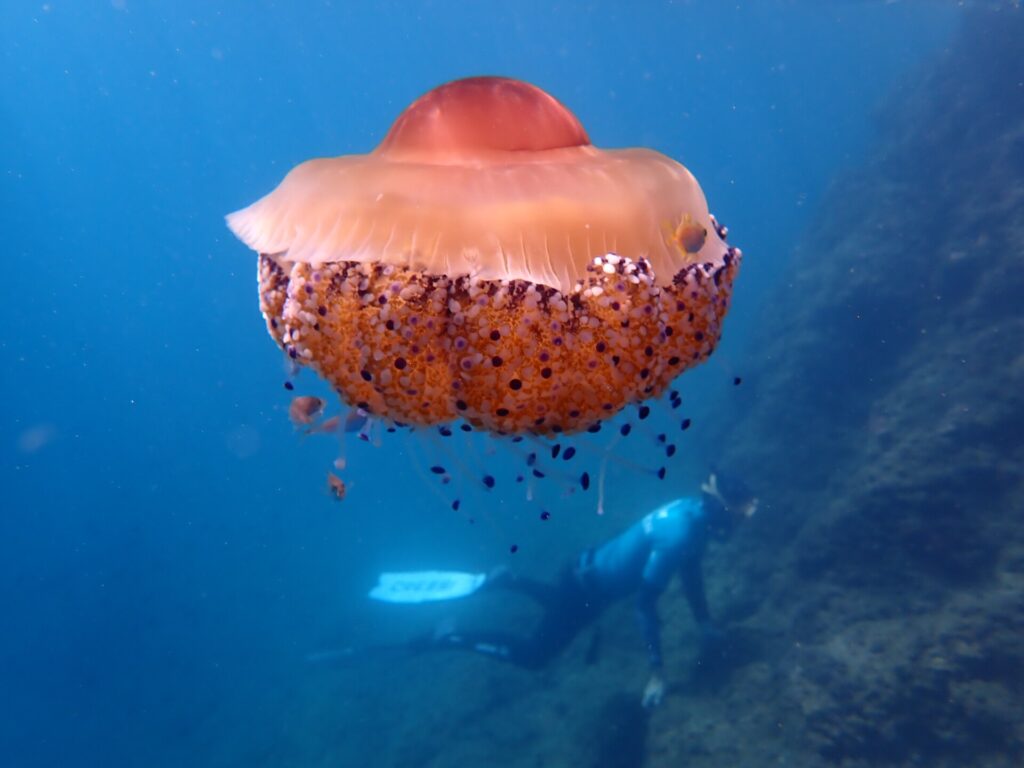Una gran medusa huevo frito, de cúpula anaranjada y brazos cortos salpicados de botones violetas, deriva en pleno azul con pequeños peces resguardados debajo, mientras un apneísta aletea a lo largo de una pendiente rocosa al fondo.