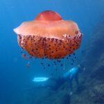 Una gran medusa huevo frito, de cúpula anaranjada y brazos cortos salpicados de botones violetas, deriva en pleno azul con pequeños peces resguardados debajo, mientras un apneísta aletea a lo largo de una pendiente rocosa al fondo.