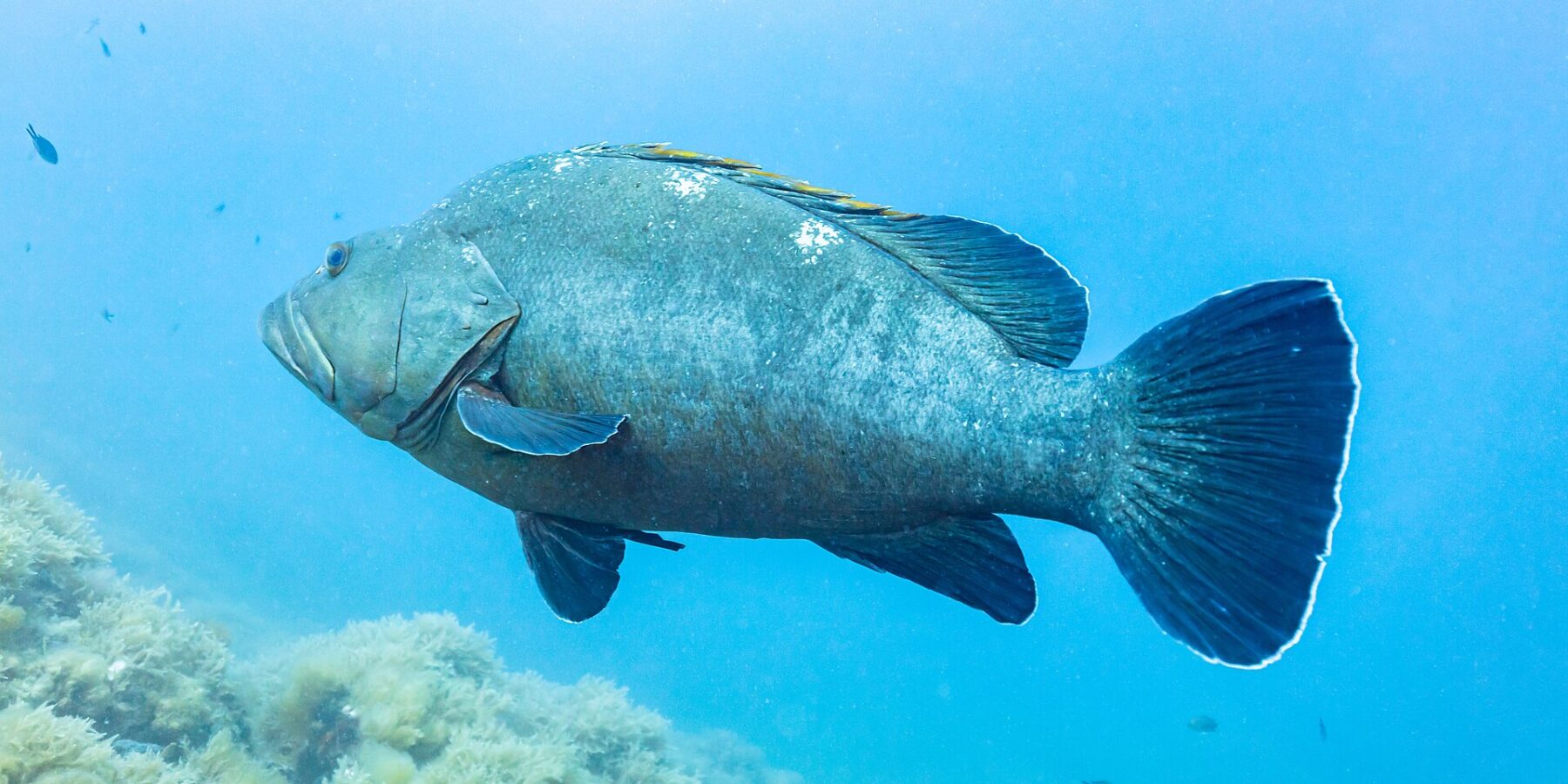 Un gran mero común de perfil nada hacia la izquierda en pleno azul, con el cuerpo macizo gris verdoso, labios gruesos y aletas oscuras ribeteadas de blanco, sobre un fondo rocoso cubierto de algas.