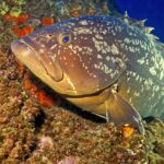 Un gran mero común apoyado contra una pared cubierta de esponjas naranjas, con la cabeza hacia la izquierda: librea parda jaspeada de grandes manchas claras irregulares, cabeza maciza de labios gruesos, mandíbula inferior prominente, ojo grande y amplia aleta pectoral.