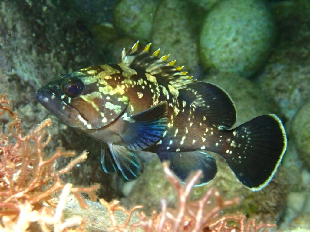 Un mero común joven de perfil, con la cabeza a la izquierda, entre rocas y algas rojas: cuerpo pardo oscuro salpicado de manchas y jaspeado amarillo pálido, espinas de la aleta dorsal con la punta amarilla, ojo grande y cola redondeada ribeteada de claro.