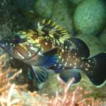 Un mero común joven de perfil, con la cabeza a la izquierda, entre rocas y algas rojas: cuerpo pardo oscuro salpicado de manchas y jaspeado amarillo pálido, espinas de la aleta dorsal con la punta amarilla, ojo grande y cola redondeada ribeteada de claro.