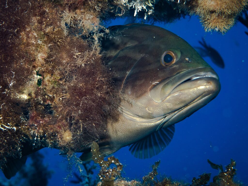 Primer plano de un mero común que asoma la cabeza bajo un saliente cubierto de algas, en agua azul: cabeza maciza pardo oscuro con jaspeado más oscuro, ojo grande y saltón, labios gruesos y gran boca entreabierta de mandíbula inferior prominente, garganta más clara.