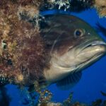 Primer plano de un mero común que asoma la cabeza bajo un saliente cubierto de algas, en agua azul: cabeza maciza pardo oscuro con jaspeado más oscuro, ojo grande y saltón, labios gruesos y gran boca entreabierta de mandíbula inferior prominente, garganta más clara.