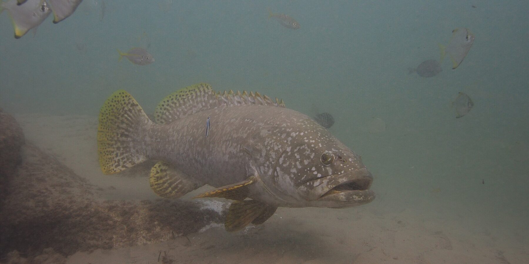 Un mero gigante gris de labios gruesos nada sobre la arena en agua turbia, con la cabeza salpicada de puntos claros, las aletas amarillas moteadas de negro y un lábrido limpiador pegado al costado