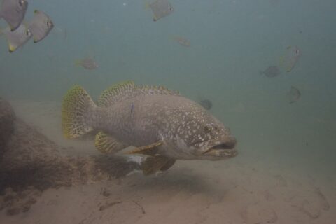 Un mero gigante gris de labios gruesos nada sobre la arena en agua turbia, con la cabeza salpicada de puntos claros, las aletas amarillas moteadas de negro y un lábrido limpiador pegado al costado