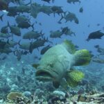 Un mero gigante de frente sobre un arrecife, con las aletas amarillo vivo moteadas de negro, bajo un banco de jureles negros