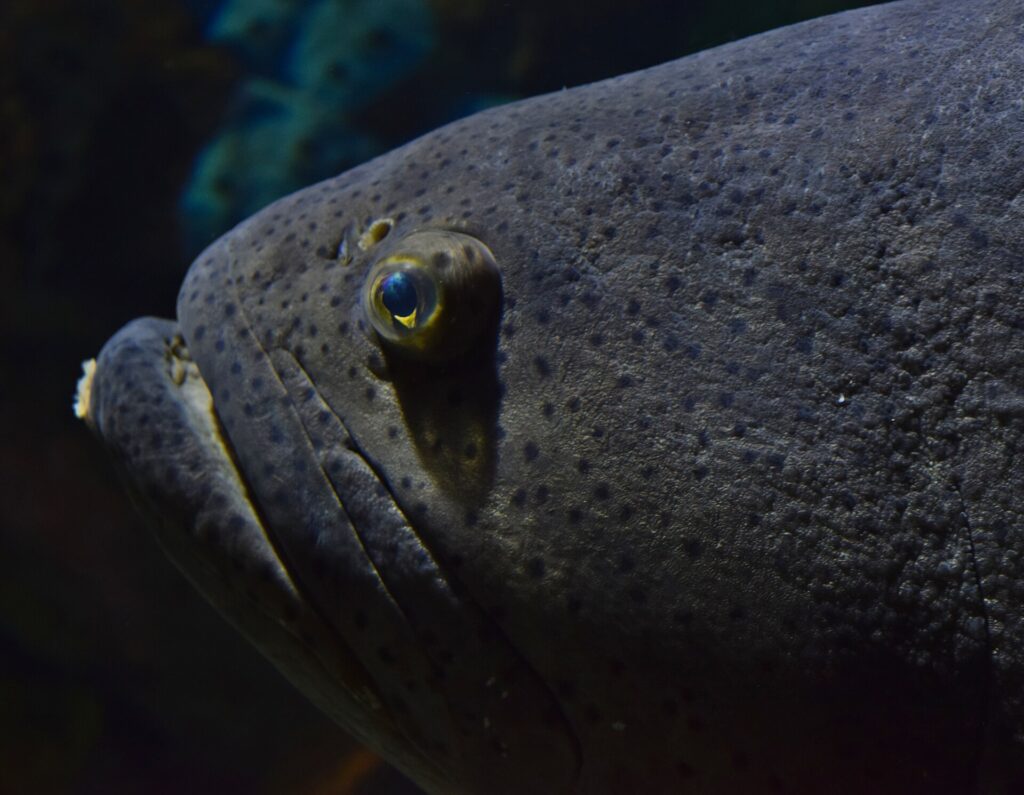 Primer plano de la cabeza gris oscuro de un mero gigante, cubierta de pequeños puntos negros, con un ojo pequeño rodeado de amarillo y labios gruesos