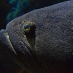 Primer plano de la cabeza gris oscuro de un mero gigante, cubierta de pequeños puntos negros, con un ojo pequeño rodeado de amarillo y labios gruesos