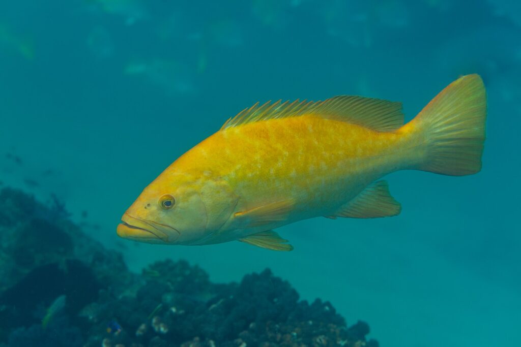 Una cabrilla sardinera naranja vivo de perfil, con las aletas desplegadas, sobre un fondo de coral pardo en un agua azul verdosa