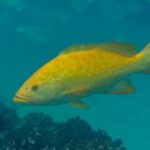 Una cabrilla sardinera naranja vivo de perfil, con las aletas desplegadas, sobre un fondo de coral pardo en un agua azul verdosa