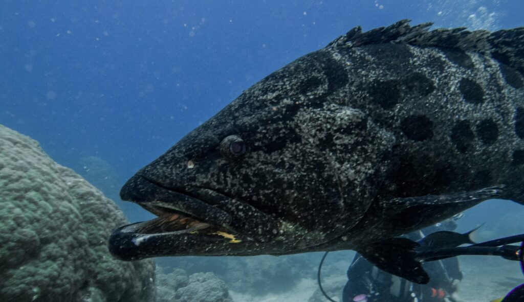 La cabeza de un gran mero papa gris con manchas negras, con la boca entreabierta, vista de cerca sobre fondo azul, con un buceador desenfocado detrás