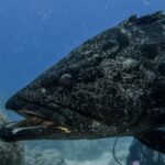La cabeza de un gran mero papa gris con manchas negras, con la boca entreabierta, vista de cerca sobre fondo azul, con un buceador desenfocado detrás