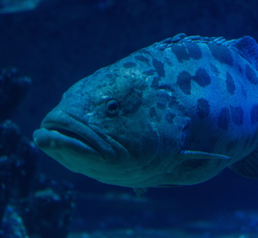 Primer plano de la cabeza de un mero papa de labios gruesos, con el ojo rodeado de marcas oscuras y grandes manchas en la parte alta del cuerpo, en agua azul oscuro