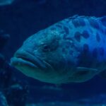 Primer plano de la cabeza de un mero papa de labios gruesos, con el ojo rodeado de marcas oscuras y grandes manchas en la parte alta del cuerpo, en agua azul oscuro