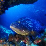 Primer plano de la cabeza de un mero común de labios gruesos y librea oscura moteada de blanco, posado en una roca cubierta de algas rojas bajo un extraplomo tapizado de pequeños corales naranjas, en un azul profundo.