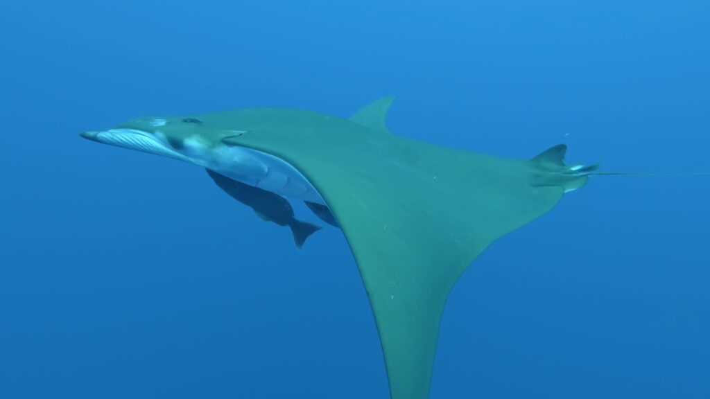 Una mobula vista desde abajo y de lado, con el vientre blanco, las alas en forma de hoz verde oliva y dos rémoras pegadas debajo, en un agua azul límpida