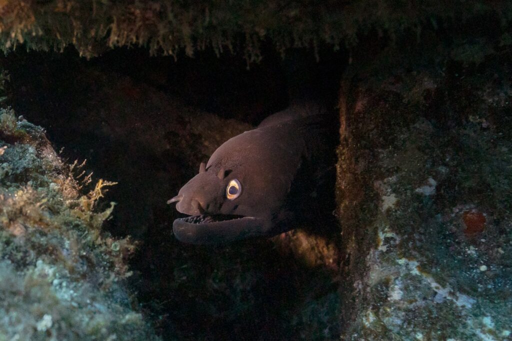 Una morena negra saca la cabeza de una grieta oscura entre rocas cubiertas de algas, con la boca entreabierta sobre los dientes y el ojo de anillo dorado iluminado por la linterna