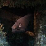 Una morena negra saca la cabeza de una grieta oscura entre rocas cubiertas de algas, con la boca entreabierta sobre los dientes y el ojo de anillo dorado iluminado por la linterna