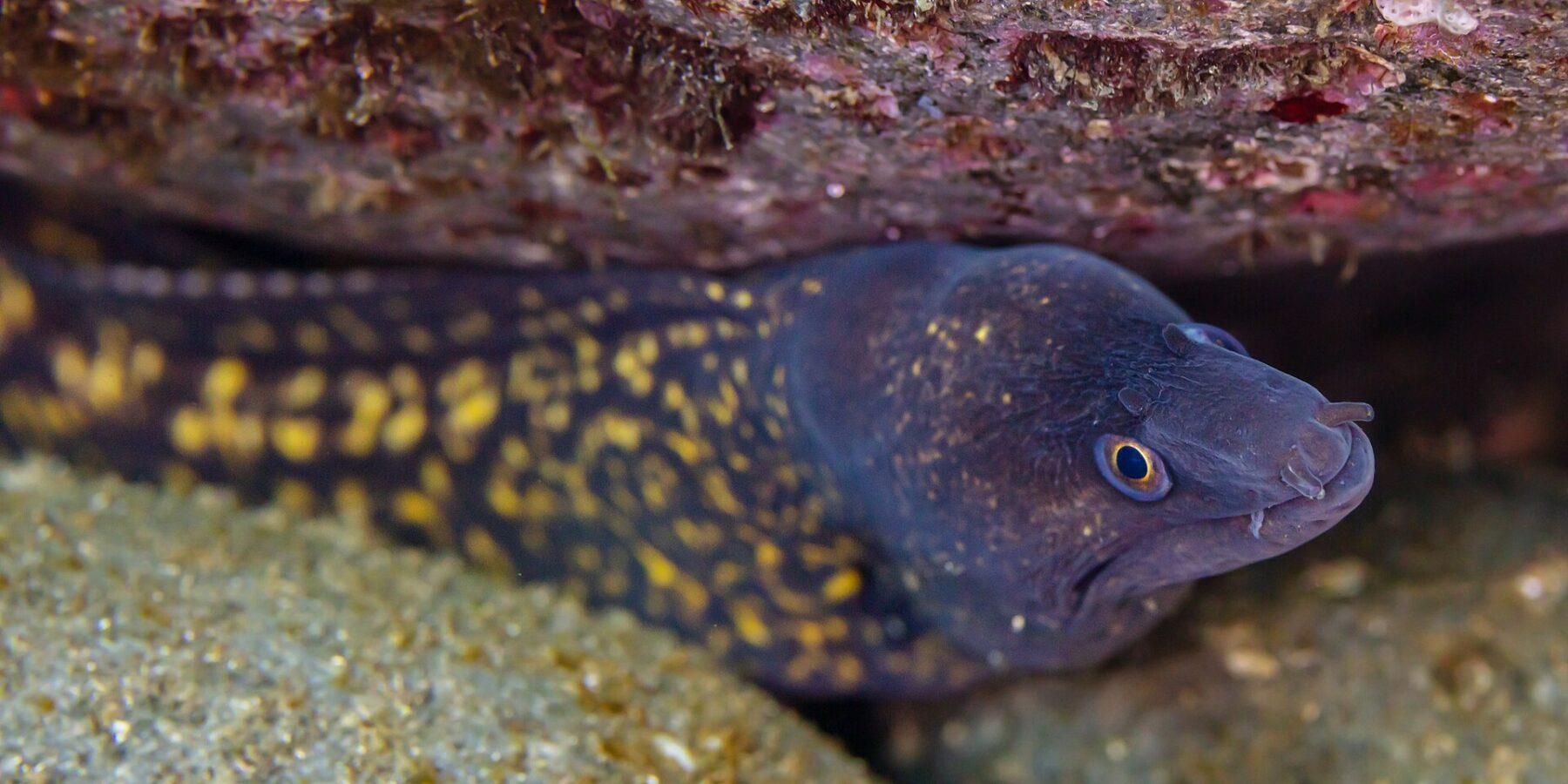 Una morena mediterránea bajo un saliente rocoso, con la cabeza hacia la derecha: cuerpo pardo violáceo salpicado de grandes manchas amarillas, cabeza más oscura moteada de puntos amarillos, ojo rodeado de amarillo y narinas en forma de tubitos en la punta del hocico.