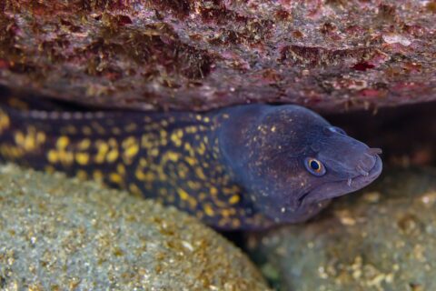 Una morena mediterránea bajo un saliente rocoso, con la cabeza hacia la derecha: cuerpo pardo violáceo salpicado de grandes manchas amarillas, cabeza más oscura moteada de puntos amarillos, ojo rodeado de amarillo y narinas en forma de tubitos en la punta del hocico.