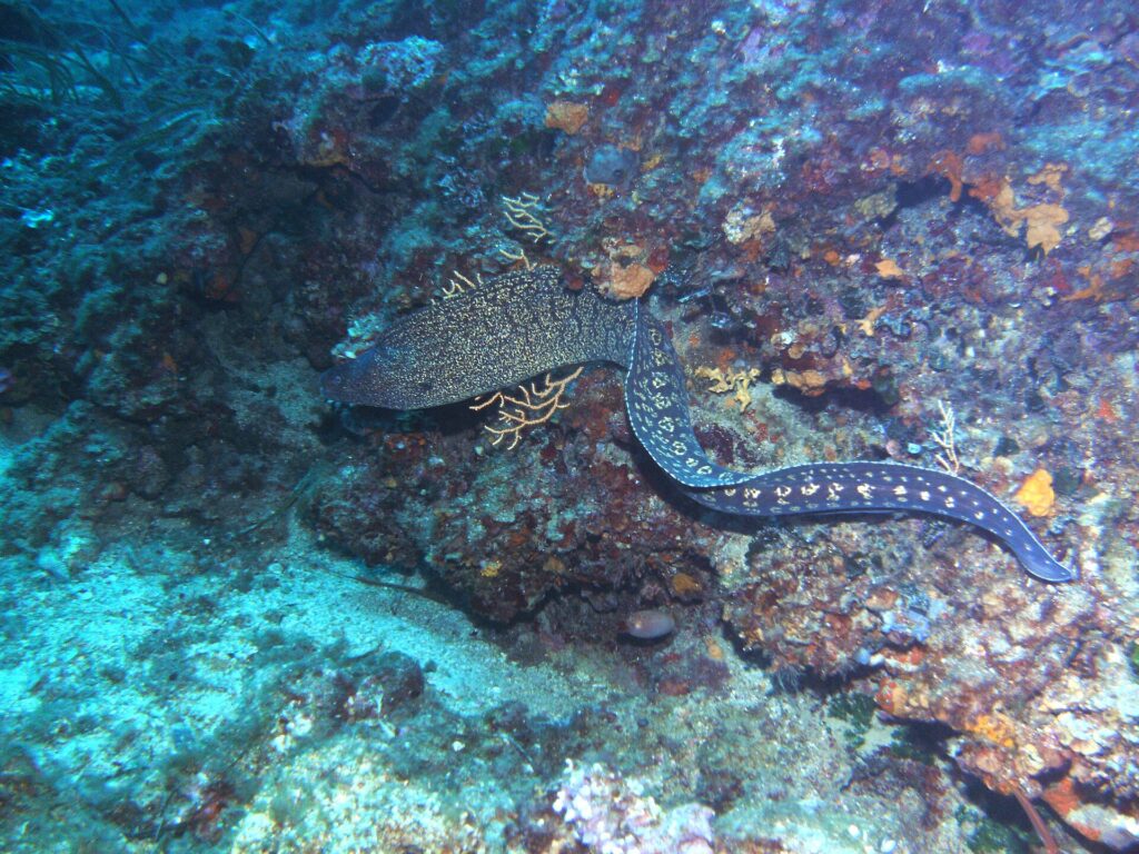 Una morena mediterránea nada al descubierto a lo largo de una pared rocosa, con la cabeza a la izquierda: largo cuerpo de serpiente sin aletas pectorales, pardo oscuro jaspeado de amarillo pálido en la parte delantera y salpicado de manchas claras en rosetas hacia la cola.