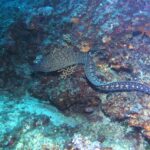 Una morena mediterránea nada al descubierto a lo largo de una pared rocosa, con la cabeza a la izquierda: largo cuerpo de serpiente sin aletas pectorales, pardo oscuro jaspeado de amarillo pálido en la parte delantera y salpicado de manchas claras en rosetas hacia la cola.