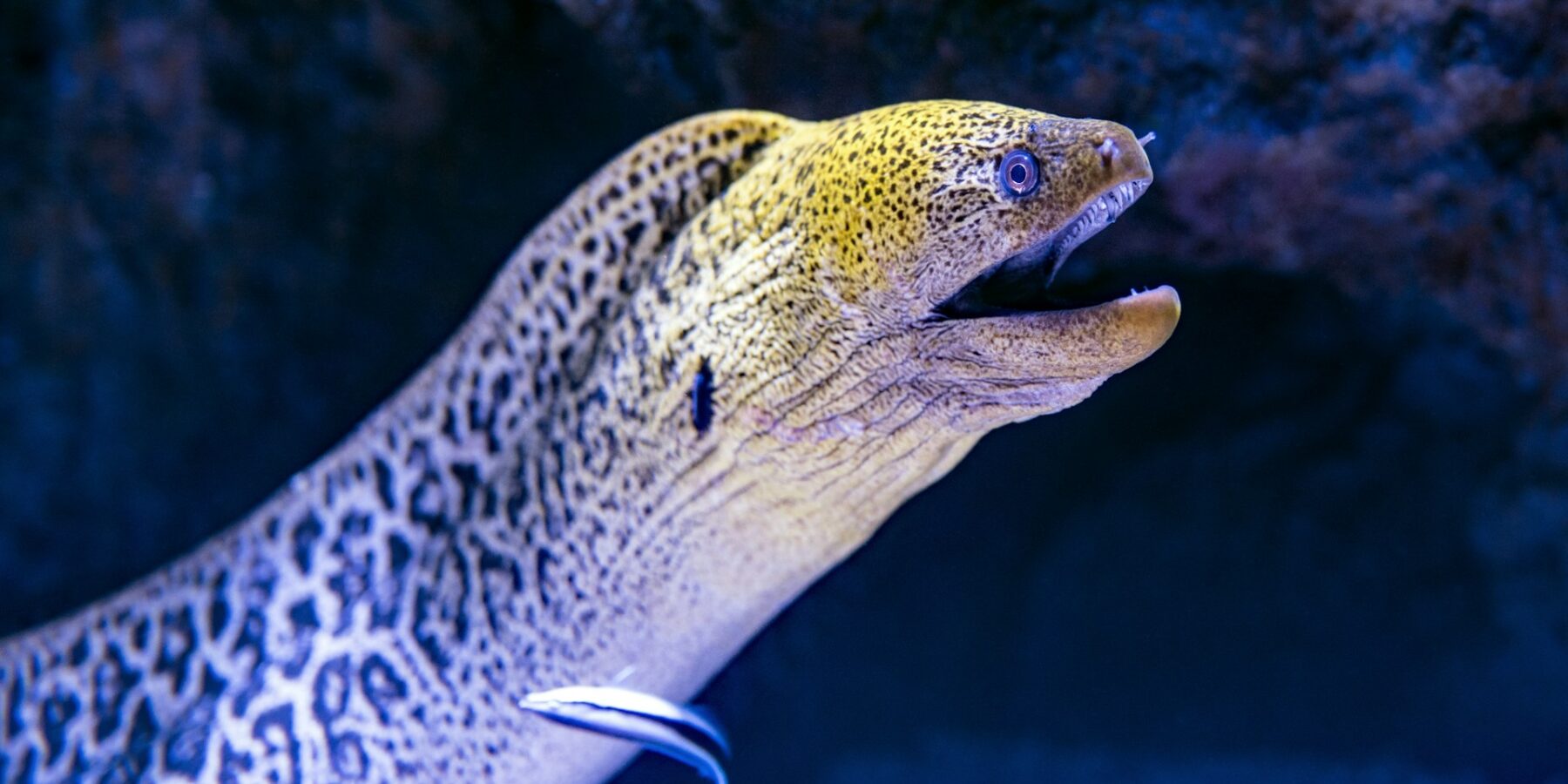 Una morena gigante sale de su grieta, con la cabeza amarilla moteada y la boca abierta, y un lábrido limpiador contra su costado