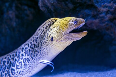 Una morena gigante sale de su grieta, con la cabeza amarilla moteada y la boca abierta, y un lábrido limpiador contra su costado