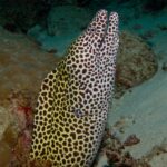 Una morena leopardo, blanca con manchas pardas, erguida fuera de su agujero con la boca abierta, sobre un fondo de arena y coral