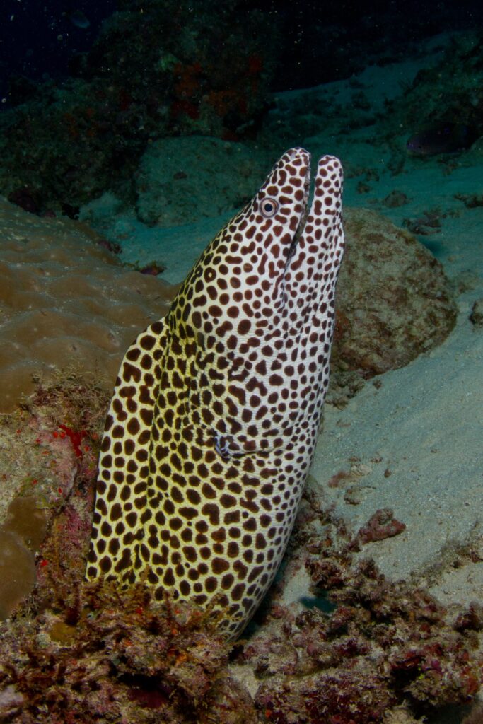 Una morena leopardo, blanca con manchas pardas, erguida fuera de su agujero con la boca abierta, sobre un fondo de arena y coral