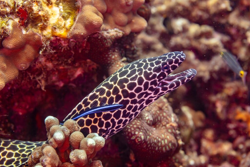 Una morena leopardo con la cabeza moteada de negro y blanco y la boca abierta, fuera de su agujero, con un lábrido limpiador azul en el costado, fotografiada en Omán