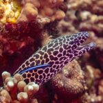 Una morena leopardo con la cabeza moteada de negro y blanco y la boca abierta, fuera de su agujero, con un lábrido limpiador azul en el costado, fotografiada en Omán