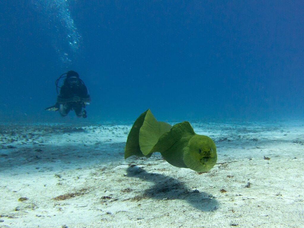 Una morena verde nada en aguas abiertas sobre la arena, con la boca entreabierta y un buceador al fondo en el azul, en Cozumel