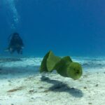 Una morena verde nada en aguas abiertas sobre la arena, con la boca entreabierta y un buceador al fondo en el azul, en Cozumel