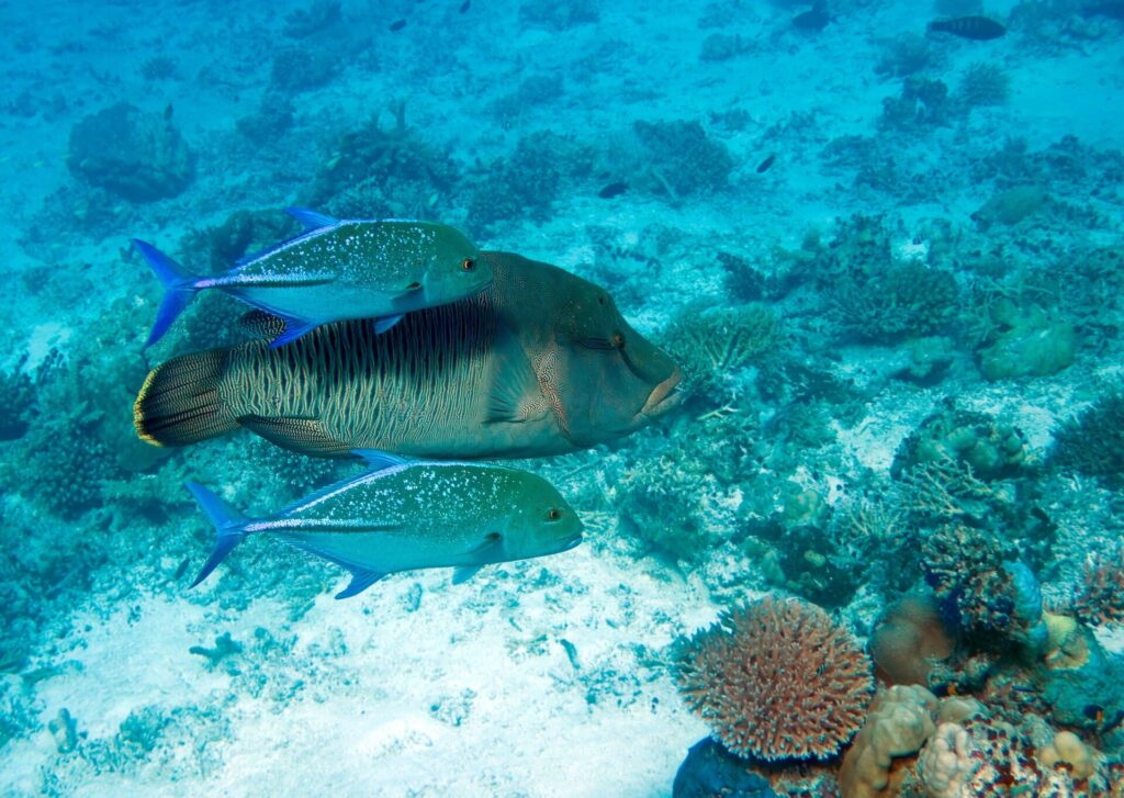 Un pez napoleón de flancos finamente rayados escoltado por dos jureles azules moteados, sobre un arrecife claro