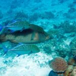 Un pez napoleón de flancos finamente rayados escoltado por dos jureles azules moteados, sobre un arrecife claro