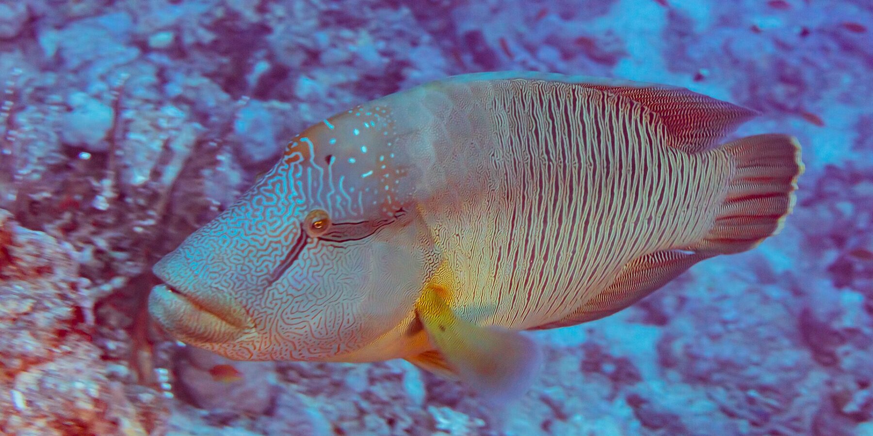 Un pez napoleón visto de lado, con la cabeza cubierta de un laberinto de líneas y los costados rayados de finas líneas verticales, delante de un arrecife
