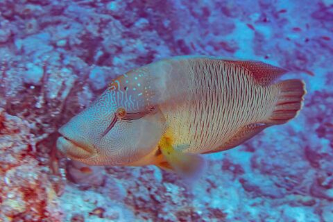 Un pez napoleón visto de lado, con la cabeza cubierta de un laberinto de líneas y los costados rayados de finas líneas verticales, delante de un arrecife