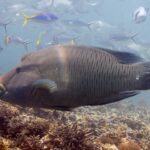 Un gran pez napoleón de perfil sobre el arrecife, con la joroba de la frente y los labios gruesos hacia delante, la cabeza jaspeada por una red de finas líneas y fusileros a su alrededor