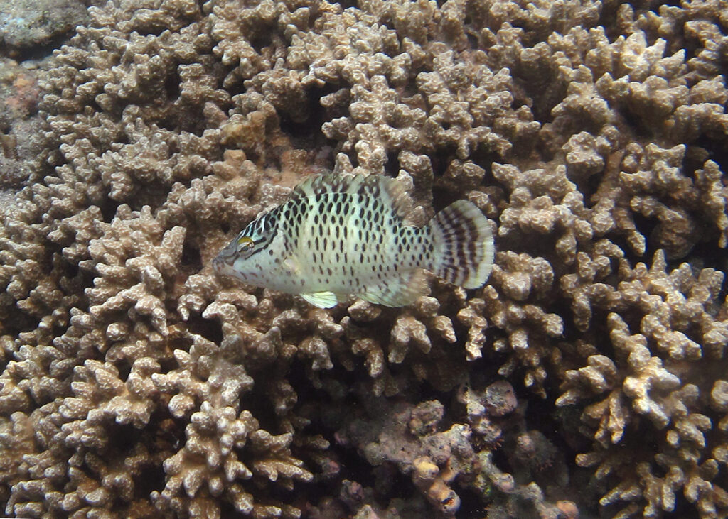 Un pez napoleón joven sobre un coral ramificado, con el cuerpo claro salpicado de hileras de puntos oscuros, dos trazos negros que parten del ojo y la caudal cruzada por una banda oscura