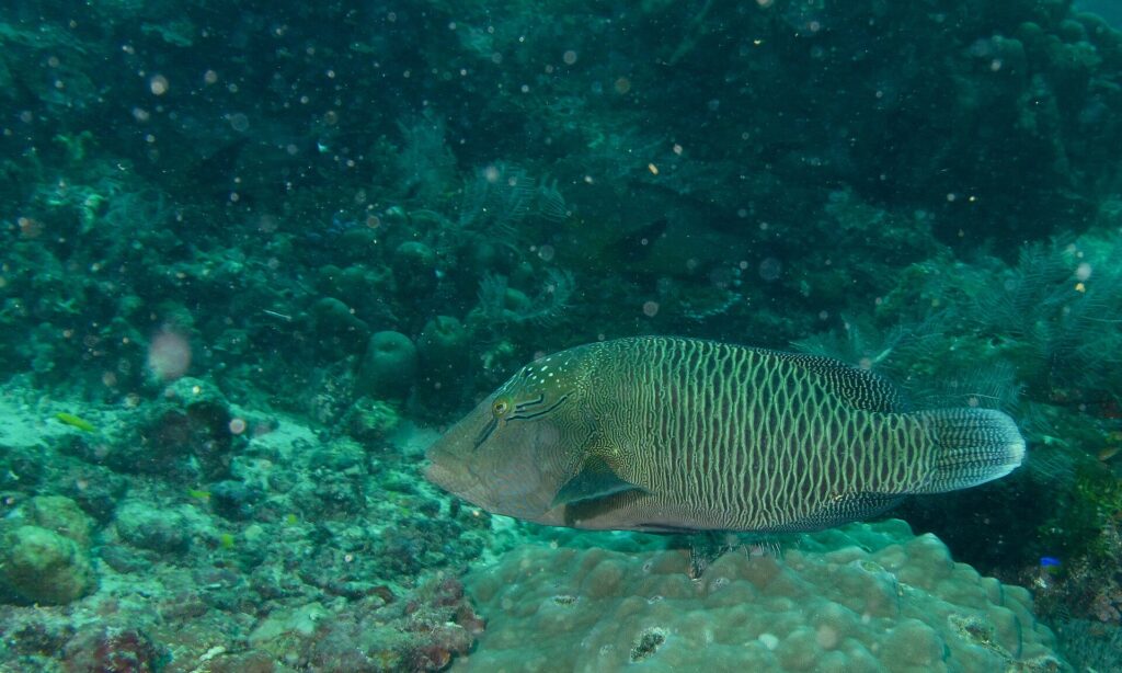 Un pez napoleón joven más grande sobre un macizo de coral, pardo verdoso, con dos trazos negros detrás del ojo, la frente todavía sin joroba y los costados cubiertos de una red de líneas claras